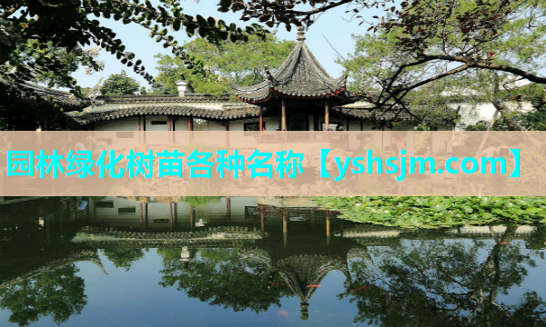 園林綠化樹苗各種名稱