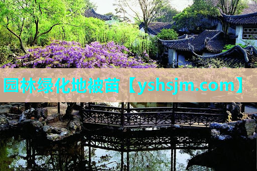 園林綠化地被苗